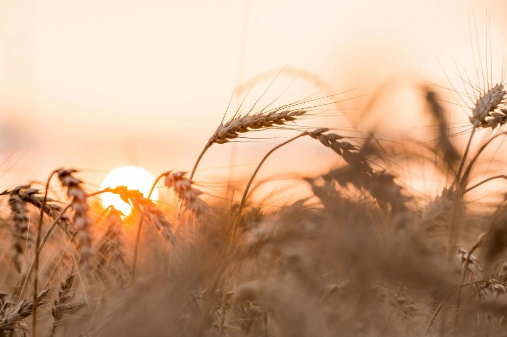 Golden wheat field at sunset